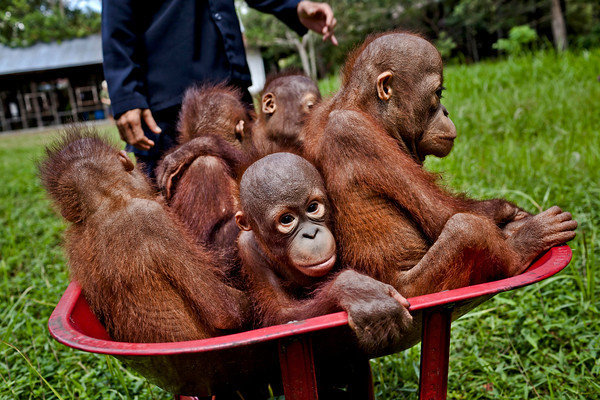 Baby orangutans at the Orangutan Foundation International Care Center in Pangkalan Bun, Central Kalimantan. Expansion of oil palm plantations is destroying their forest habitat.