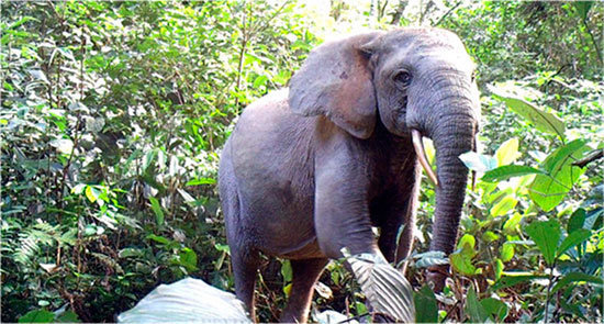 Mas-de-25.000-elefantes-asesinados-en-una-decada-en-Gabon_image_380