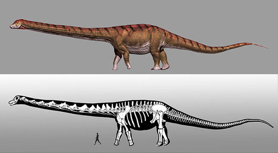 El-dinosaurio-mas-grande-del-mundo-ya-tiene-nombre_image_380