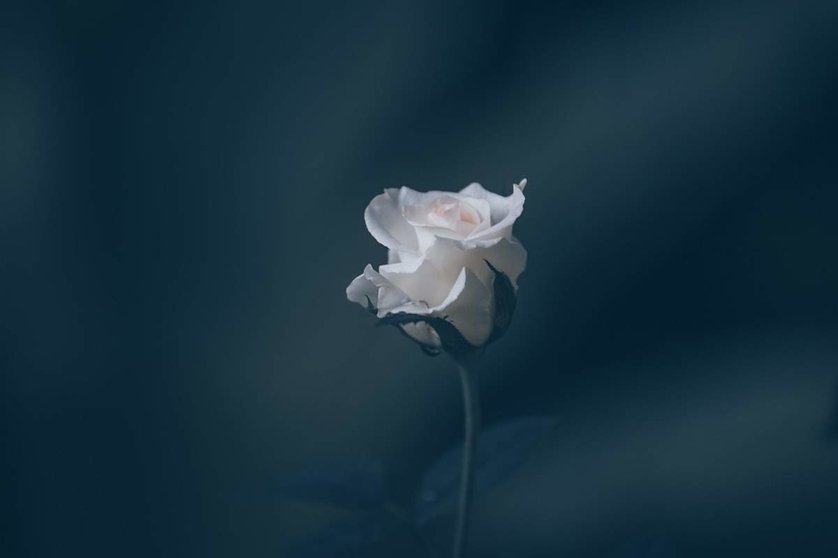 rose-blanca