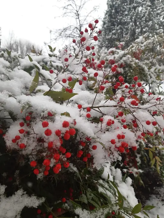 nieve madrid 11