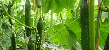 cultivo de pepinos