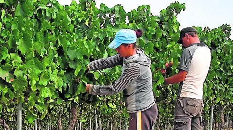 Trabajadores del campo