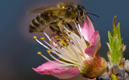 abejas