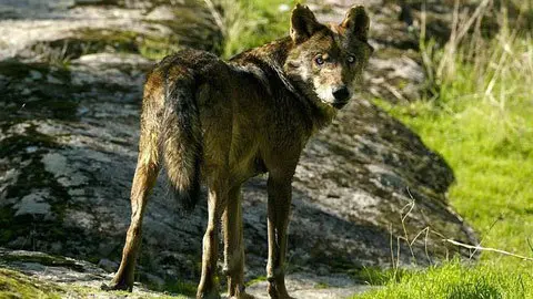 lobo