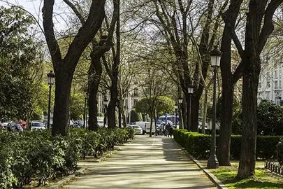 tala-arboles-madrid-3