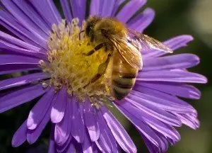 Abeja polinizando