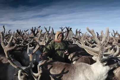 An indigenous Nenet man with his reindeer. The Nenets people move every 3 or 4 days so that their herds do not over graze the ground. The entire region and its inhabitants are under heavy threat from global warming as temperatures increase and Russia&rsquo;s ancient permafrost melts.