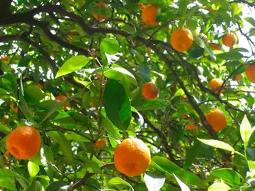 naranjos