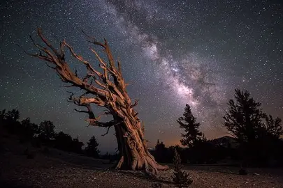 Ancient-bristlecone2