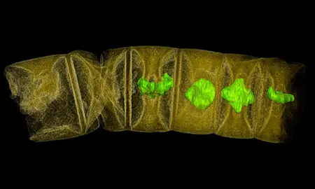 Los-fosiles-de-plantas-mas-antiguos-del-mundo-tienen-1.600-millones-de-anos_image_380