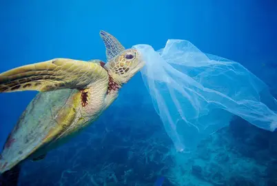 turtle-and-plastic-in-the-ocean