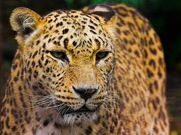 asi-protege-ecologista-kurda-leopardo-persa-destrozado-guerra