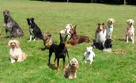 Crean-el-mapa-mas-completo-de-la-evolucion-de-las-razas-de-perros_image_380