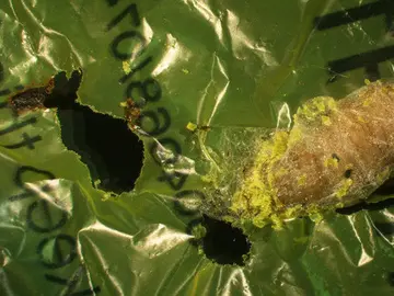 La-oruga-comeplastico-que-ayudara-a-salvar-el-medioambiente_image_380