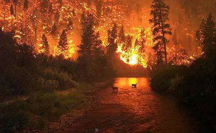 incendio-forestal