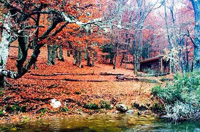 bosque