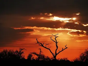 kenia