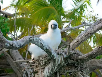 Las-ratas-de-las-islas-del-Indico-arrasan-la-vida-en-los-arrecifes-de-coral_image_380