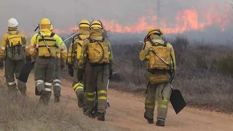 forestal