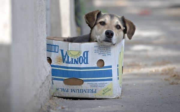 FILE - In a May 17, 2013, file picture, a street dog sits in a cardboard box,  in Bucharest, Romania. The stray dog population of the Romanian capital is around 64 thousand according to city hall sources. The Matei Bals hospital for infectious diseases says it has treated 9,760 people for dogs bites this year, of which a quarter were children. It was the death of the 4-year-old boy that sparked a new debate over killing strays. (AP Photo/Vadim Ghirda, File)