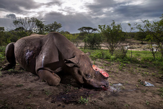 El-rinoceronte-mutilado-imagen-ganadora-en-el-Wildlife-Photographer-2017_image640_