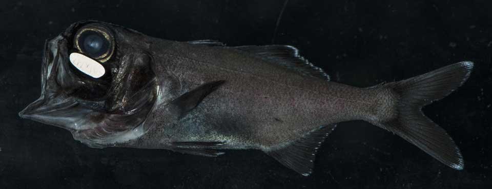 El-pez-ojo-de-linterna-usa-la-bioluminiscencia-para-quedar-de-noche_image_380b
