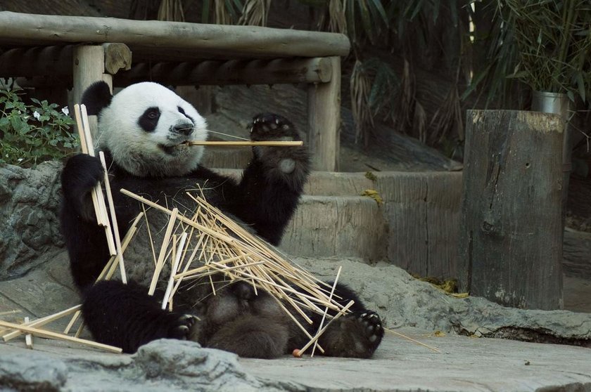 panda zoologico