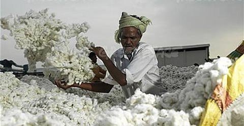 El algodon transgenico arruina a los pequeños agricultores indios. Foto: Greenpeace.