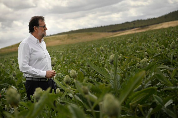 Spain's acting Primer Minister and candidate of Popular Party, Mariano Rajoy, crosses a field of artichokes during a campaign election rally in Tudela, northern Spain, Wednesday, June 15, 2016. Spain's political parties are set to launch two-week campaigns leading up to a June 26 election aimed at breaking six months of political paralysis after a December election failed to negotiate a governing coalition. (AP Photo/Alvaro Barrientos)
