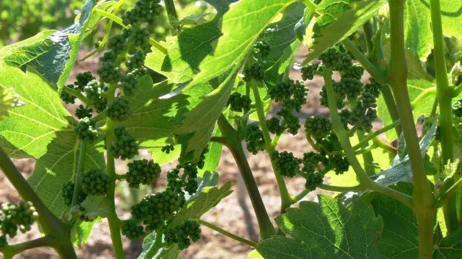 JUNIO-BODEGA-COPABOCA-VI&Ntilde;EDOS-DO-RUEDA-675x379