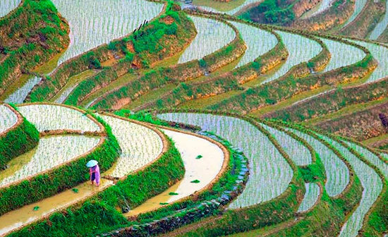 cultivo-arroz