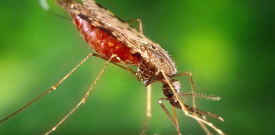 mosquito-malariab