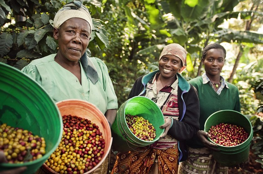 Coffee farmers, Fair Trade, Tanzania /               / ÃÂÃÂ© Tineke D'haese - All rights reserved