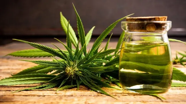 aceite-de-cbd-descubre-el-suplemento-de-moda-3457