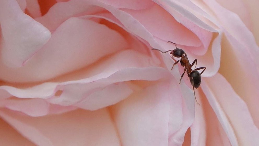 hormiga y flor
