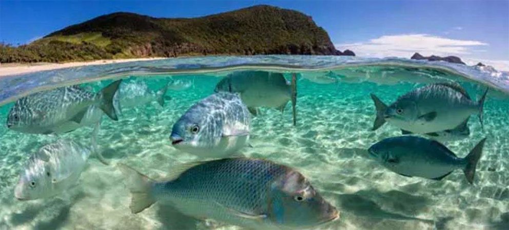 Un banco de peces en el área australiana del océano Pacífico. Foto: Jordan Robin / ONU