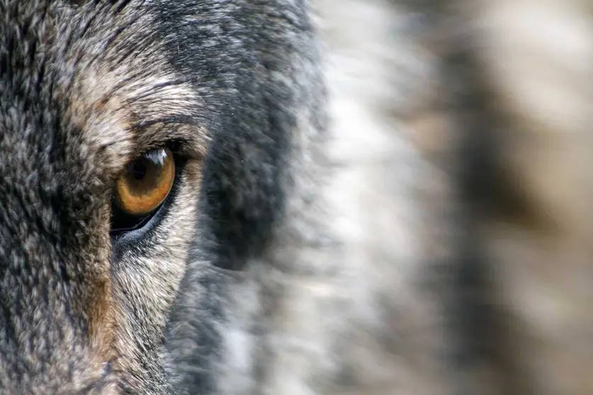 lobo ojos