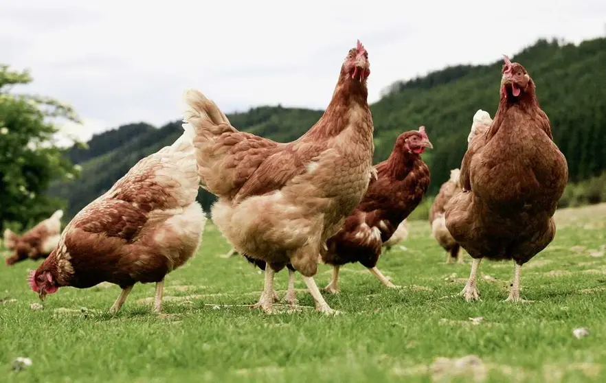 07.11.2025 Gallinas_1