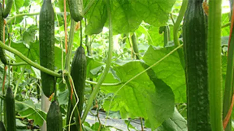 cultivo de pepinos
