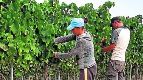 Trabajadores del campo