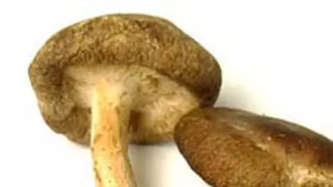 ftr shiitake december 31 2001 - shiitake mushrooms. star-bulletin photo by richard walker/rwalker@starbulletin.com
