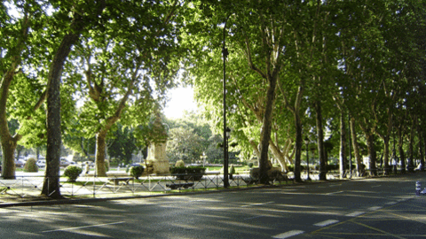 arboles-madrid