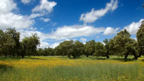 arboles