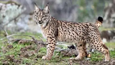 lince