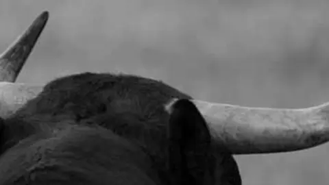 toros
