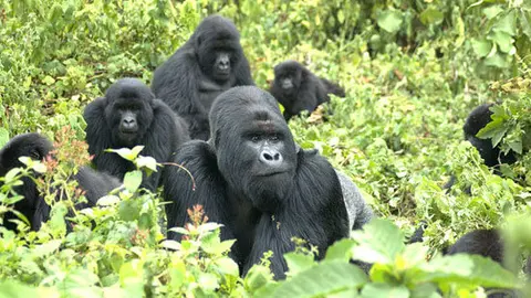 gorilas