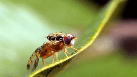 mosca-tarragona