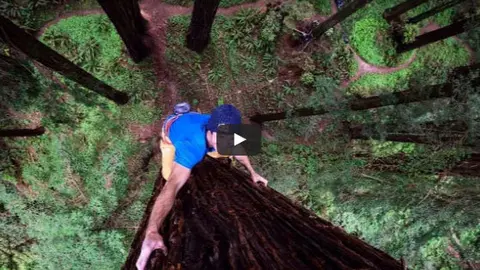 secuoyas