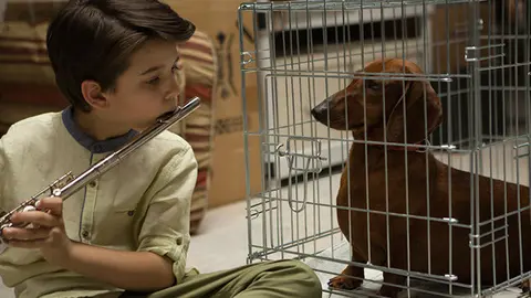 weiner-dog-2